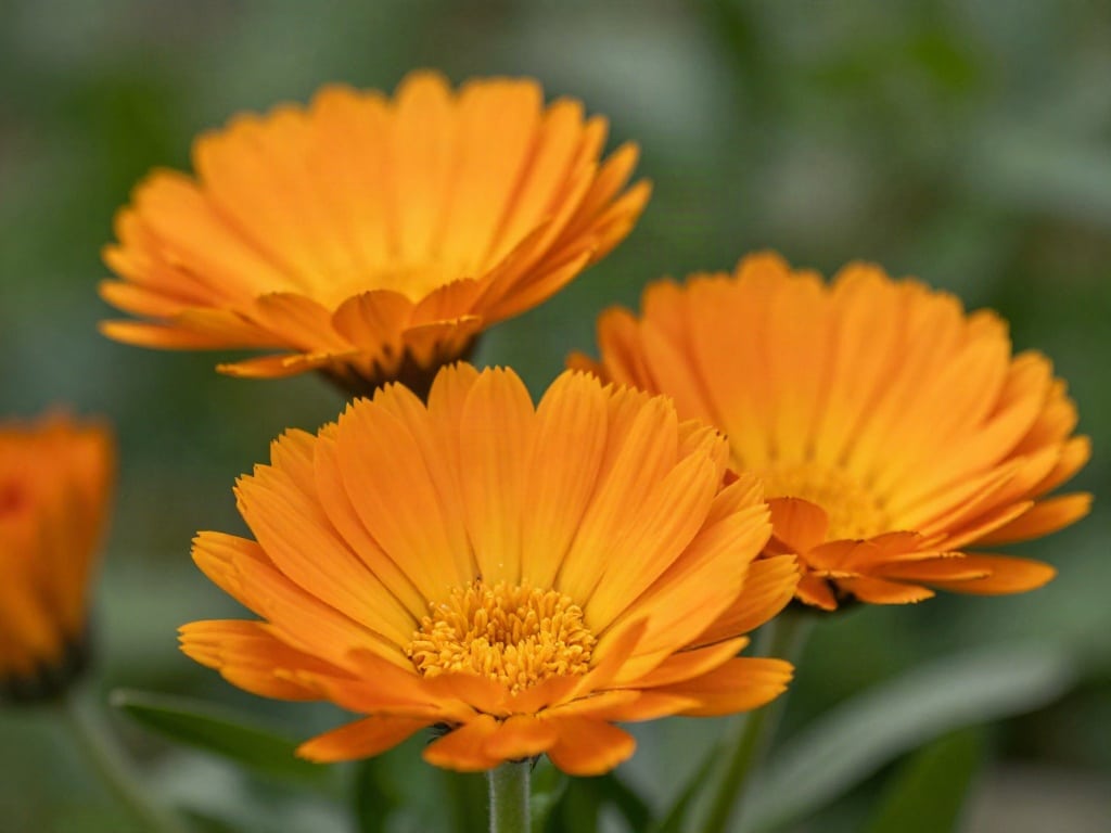 Ringelblume Hautpflege